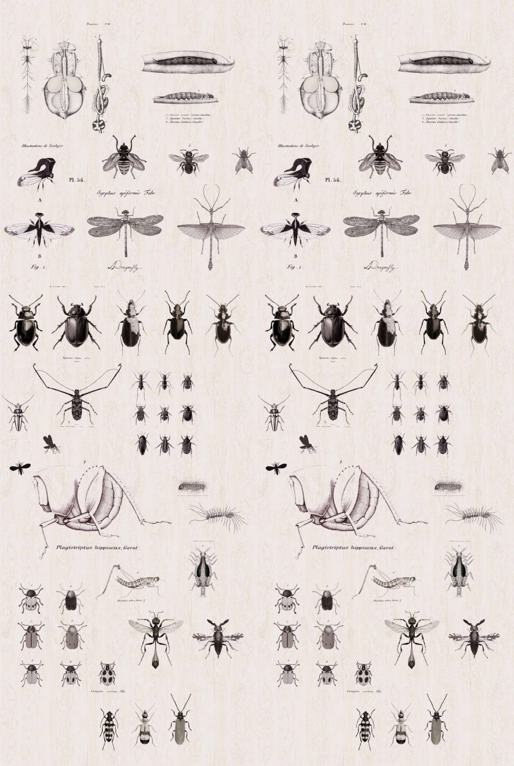 Studio Onszelf Behang Insects