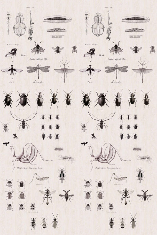 Studio Onszelf Behang Insects