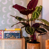 Meet me at the Wall Moon Pistache groen manen behang voor de babykamer of neutrale kinderkamer.