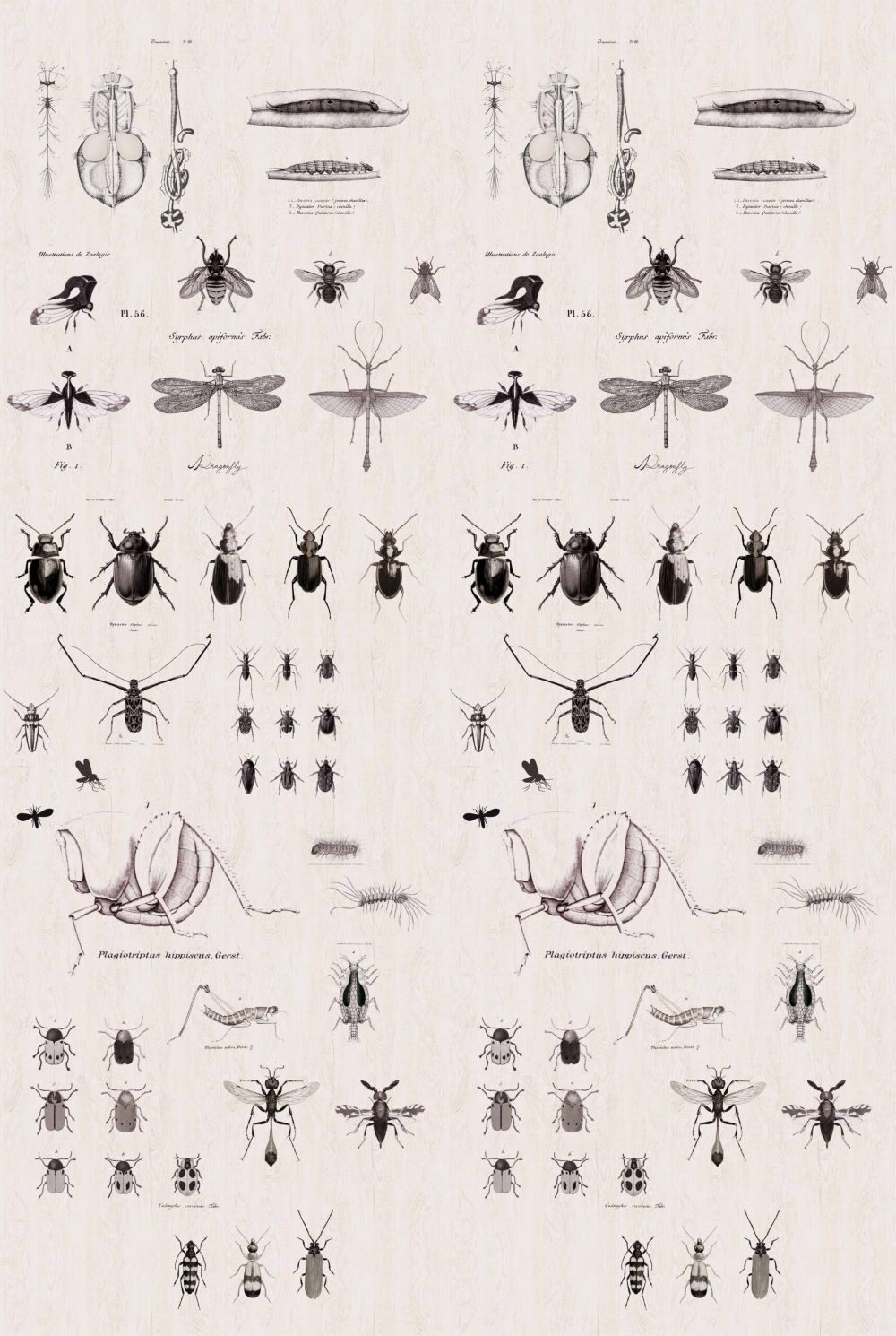 Studio Onszelf Behang Insects