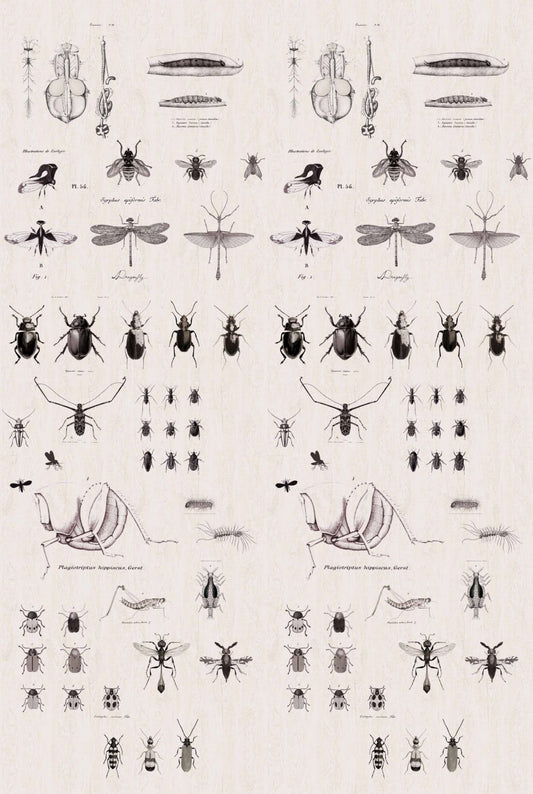 Studio Onszelf Behang Insects